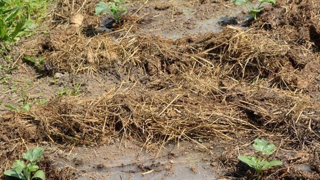 Как вырастить арбуз в поле на Новгородчине
