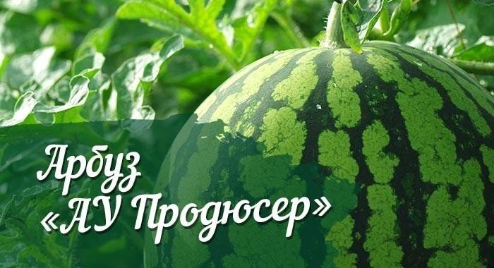 Арбуз продюсер сибирский сад