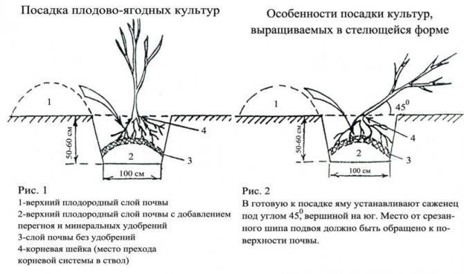 Схема посадки черной смородины весной