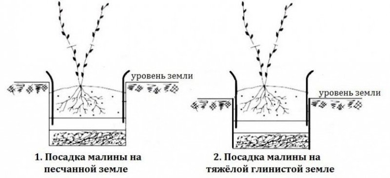 Схема посадки малины ремонтантной