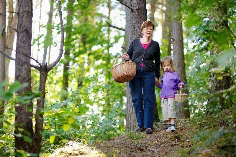 Девушка собирает грибы в лесу