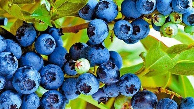 Голубика Блюрей: характеристика сорта и тонкости выращивания