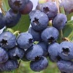 Голубика Бонус: описание сорта крупноплодной высокорослой ягоды, особенности посадки и ухода