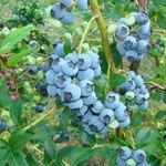Голубика Элизабет: описание ягодного сорта, отзывы, посадка и уход