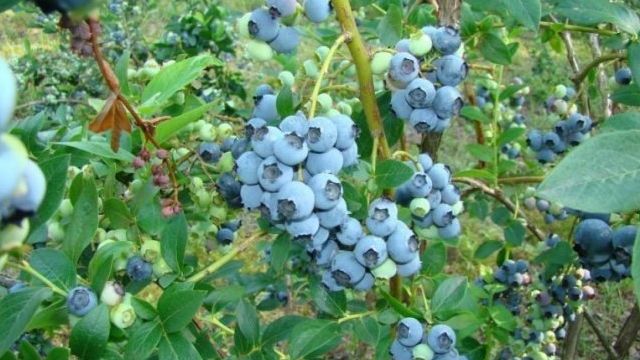 Голубика Элизабет: описание ягодного сорта, отзывы, посадка и уход
