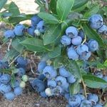 Голубика садовая: посадка и уход, обрезка и размножение, удобрение и лучшие сорта