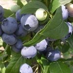 Голубика сорта Дарроу: характеристика сорта и тонкости выращивания
