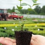 Как вырастить голубику: основы успешного культивирования кустарника с высоковитаминными ягодами