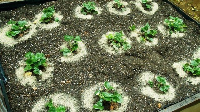 Как посадить и вырастить клубнику сорта «Марышка»