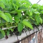 Выращиваем клубнику на гидропонике в домашних условиях