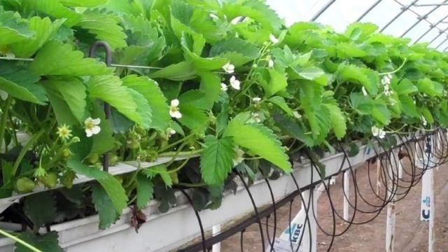 Выращиваем клубнику на гидропонике в домашних условиях