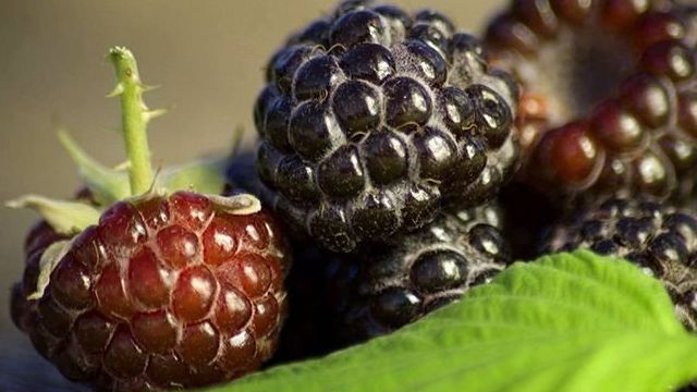 Черная малина: сорта, отличия от ежевики, посадка, уход и выращивание