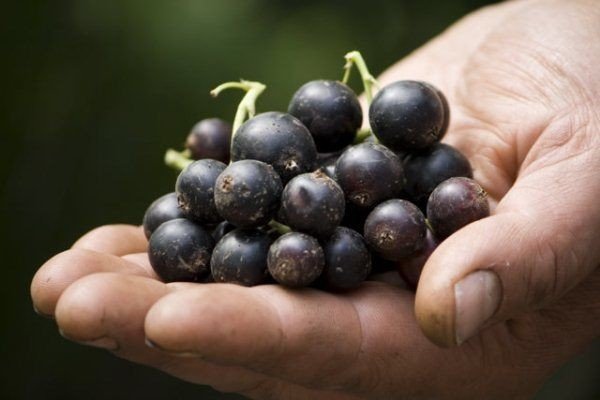 Черная смородина селеченская виноградная