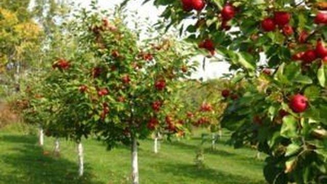 Посадка плодовых деревьев: выбор саженцев, время посадки и основные этапы