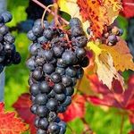 6 шагов по подготовке винограда к зиме