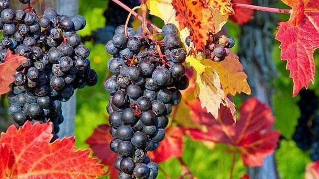 6 шагов по подготовке винограда к зиме на Supersadovnik