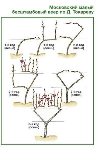 Схемы формирования виноградного куста