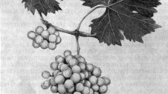 Аг ширей – азербайджанский сорт винограда