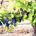 Как укрыть виноград на зиму на Урале?