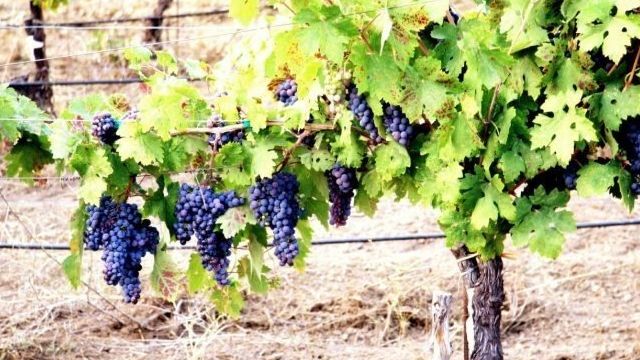 Как укрыть виноград на зиму на Урале?