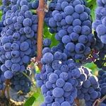 Обрезка винограда изабелла осенью