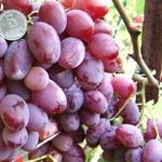 Описание и характеристики сорта винограда Водограй, плюсы и минусы, выращивание