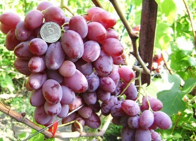 Сорт винограда зарево