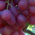 Описание сорта винограда Памяти Учителя