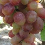 Описание сорта винограда Тасон