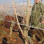Подготовка к зиме винограда на урале. Подготовка винограда к зиме на Урале