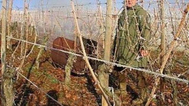 Подготовка к зиме винограда на урале. Подготовка винограда к зиме на Урале