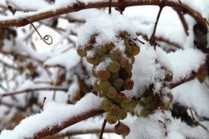 Виноград на зиму