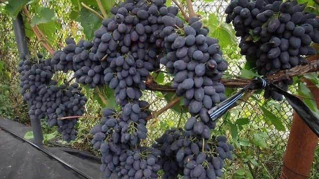 Подробное описание сорта винограда кодрянка