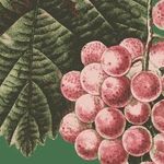 Посадка — Выращивание привитых саженцев винограда