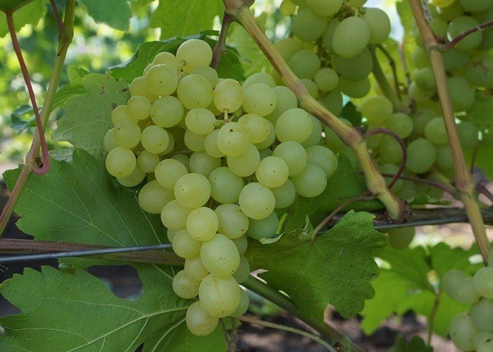 Сорт винограда фрумоаса албэ