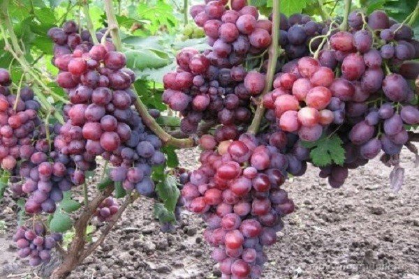 Сорт винограда азалия