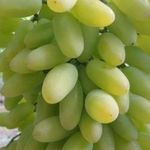 Сорт винограда «Тимур»