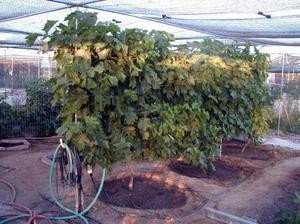 Вегетационные поливы винограда