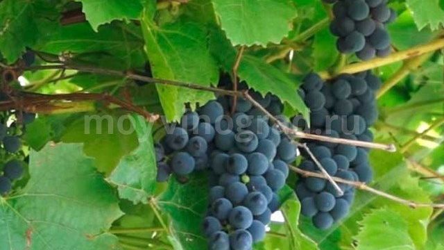 Виноград Альфа — характеристика сорта, описание достоинств и особенностей