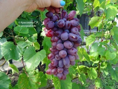 Виноград сорт рошфор