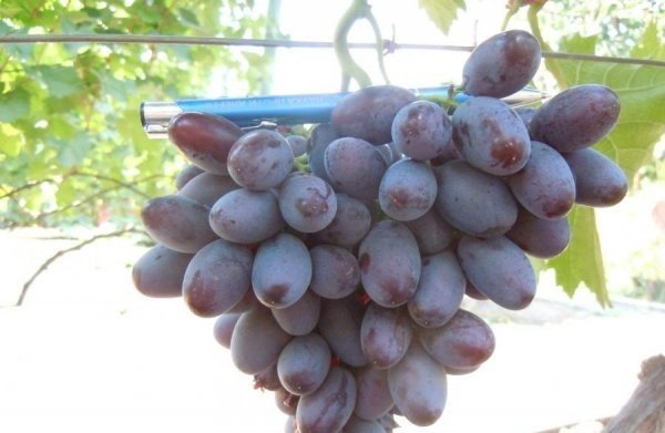 Сорт винограда аметист новочеркасский