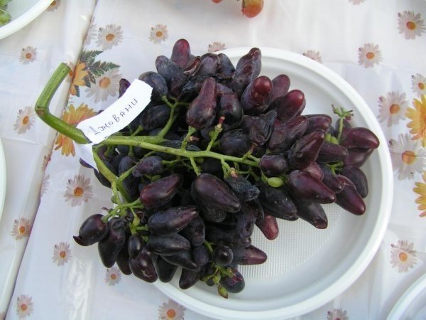 Сорт винограда джованни