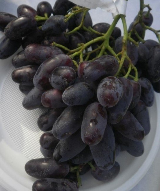 Сорт винограда каталония