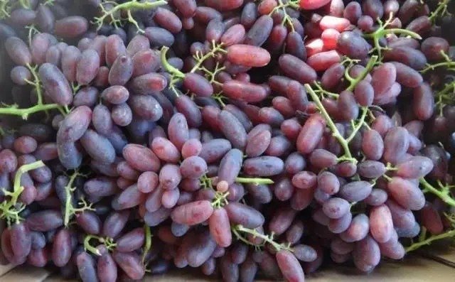 Сорт винограда алвика