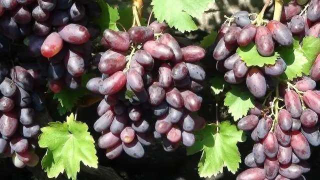 Сорт винограда айсар