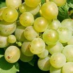 Виноград Мускат — высокоурожайные, сладкие сорта!