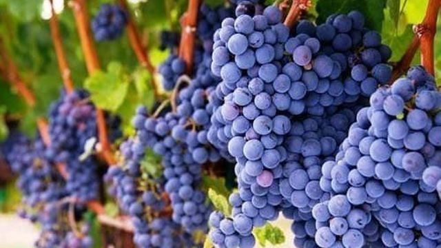 Виноград Саперави северный: особенности сорта и выращивание