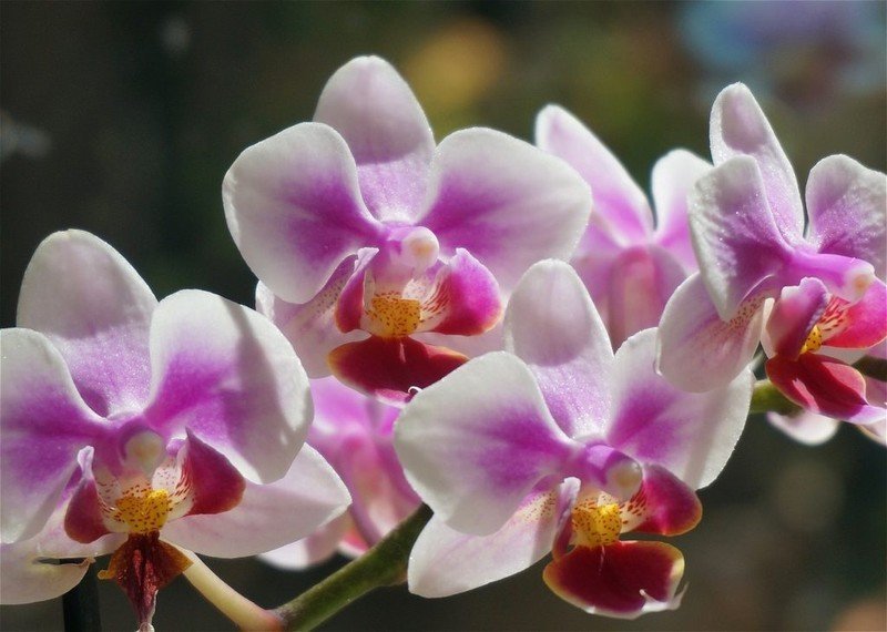 Орхидея phalaenopsis carmen