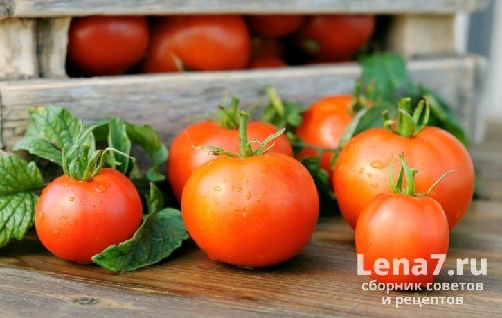 Доминантные помидоры сибирские сортовые
