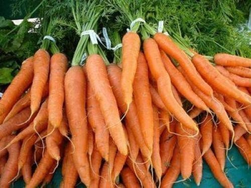Морковь алтайская сахарная